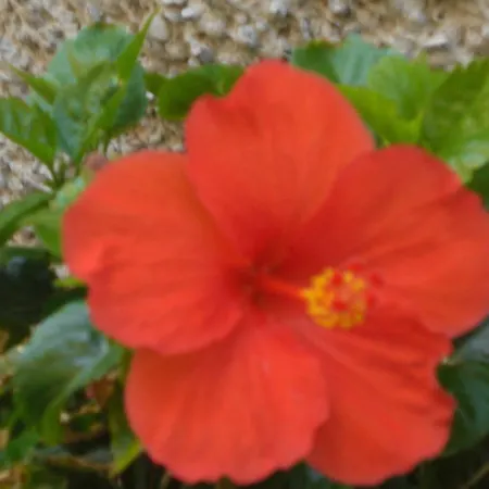 Agriturismo Il Girasole-2